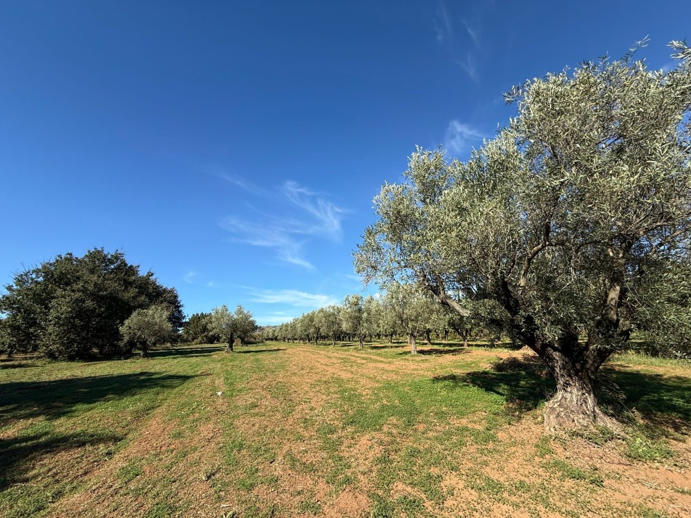  locali Terreno For Vendita in Catanzaro,  - 1